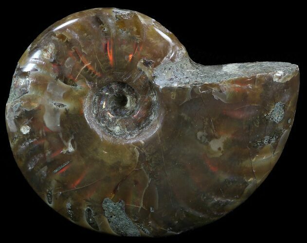 Flashy Red Iridescent Ammonite - Wide #52342